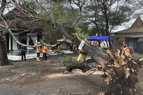 Mengintip Dampak Cuaca Ekstrem di Kulon Progo, Puluhan Rumah Rusak Tertimpa Pohon