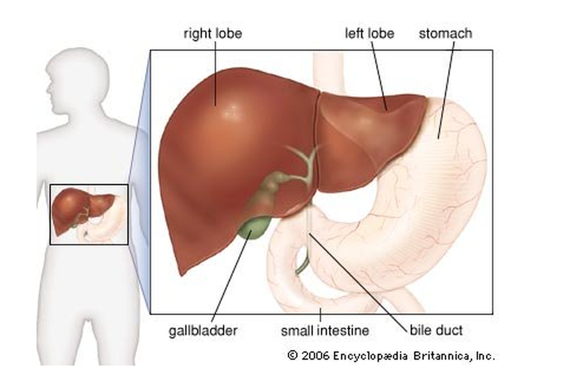 ilustrasi hati dan empedu