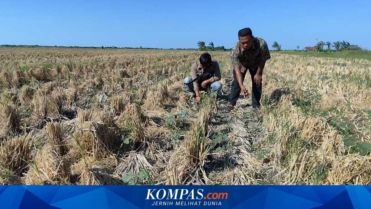95 Hektare Sawah di Kalisapu Cirebon Kekeringan, Petani Gagal Tanam akibat Irigasi Tak Berfungsi
