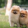 Adopsi Anjing Lebih Baik daripada Membeli, Kenapa?