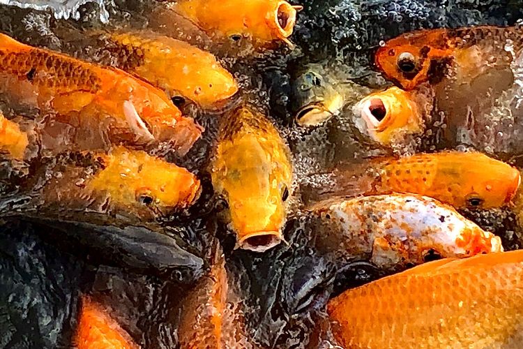 105 Makanan Ikan Mas Koki Yang Tidak Bikin Keruh Aquarium Gratis Terbaik