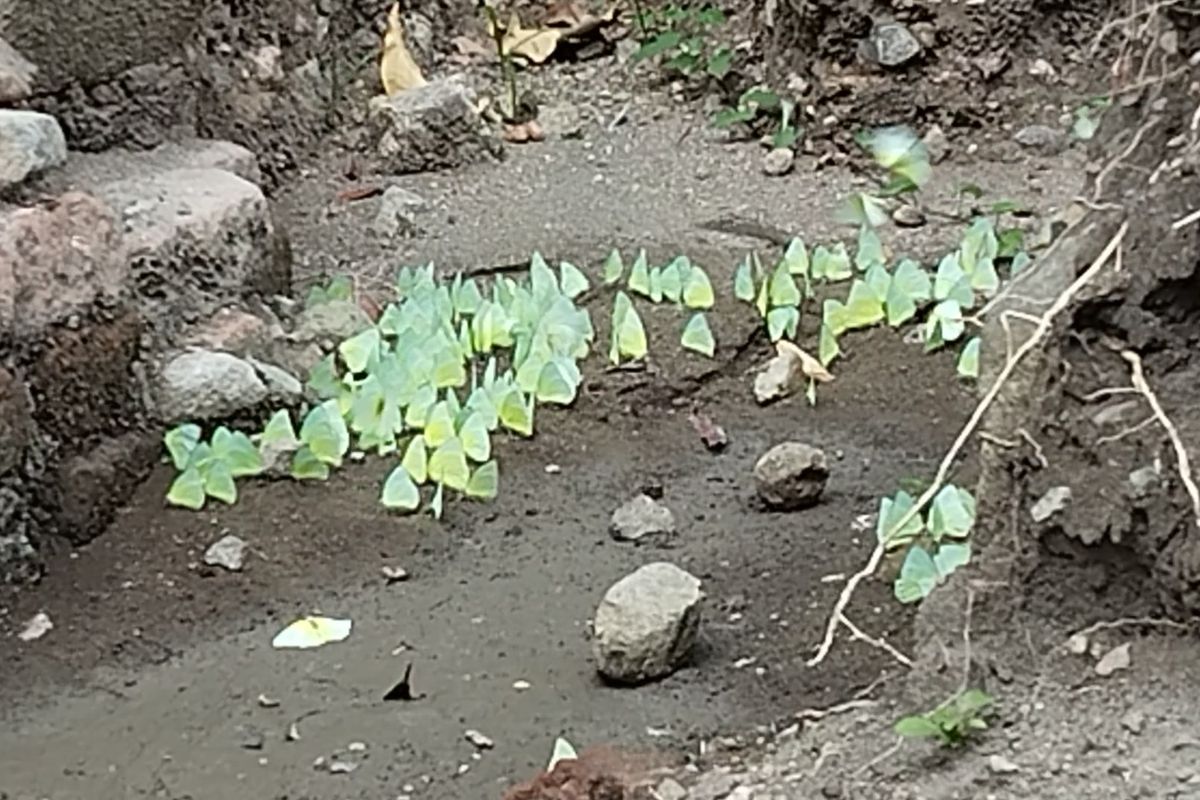 Kupu-kupu hijau tengah hinggap di tanah basah kawasan pertirtaan Candi Klotok, Gunung Klotok, Kota Kediri, Jawa Timur, Minggu (3/11/2024).