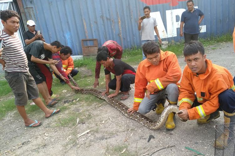 Petugas dari unit pemadam kebakaran Pemkab Gresik, saat berhasil menangkap ular piton sepanjang 4 meter.