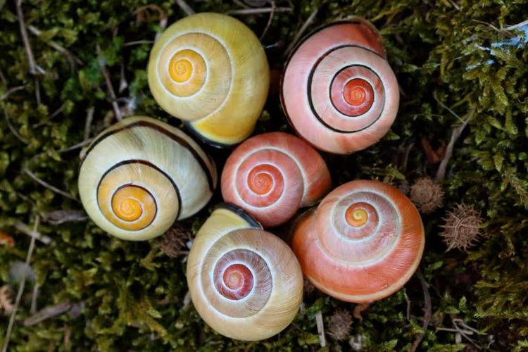 Siput hutan di kota-kota di Belanda ditemukan telah beradaptasi dengan cuaca yang lebih panas dengan berevolusi memiliki cangkang yang lebih pucat. 