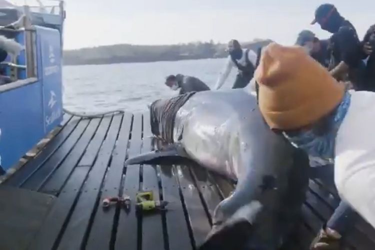 Para peneliti telah menemukan hiu putih besar seberat 1,6 ton dengan panjang 5,18 meter di Nova Scotia, Kanada. Mereka lantas menyebut hiu betina itu sebagai ?Ratu Samudra? dan diberi nama Nukumi.