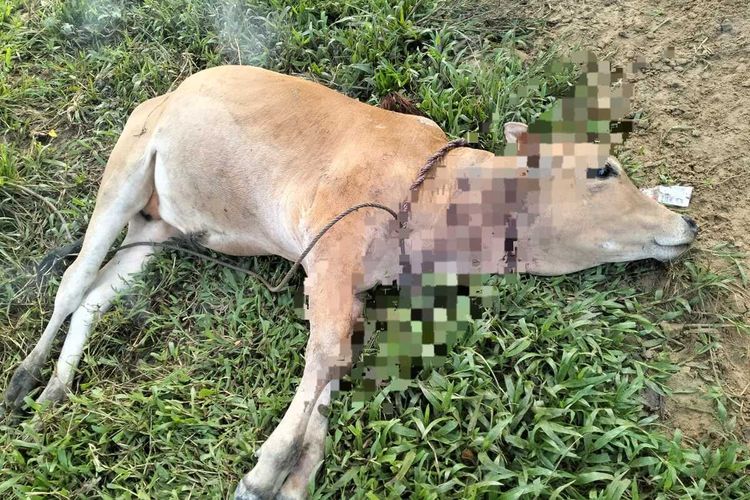 Sapi Warga Mati Diterkam Harimau di Aceh, Warga Minta BKSDA Turun Tangan