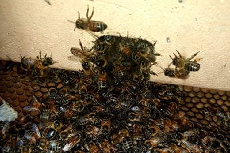 Sarang lebah madu di dinding rumah seorang wanita tua. [Philip Fred Adedeji Via The Mirror]