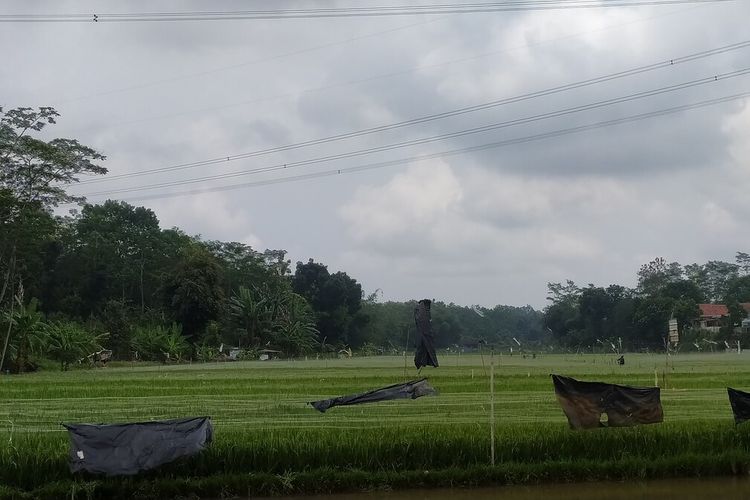 Lahan pertanian di Kecamatan, Mijen, Kota Semarang. Rabu (19/10/2022).