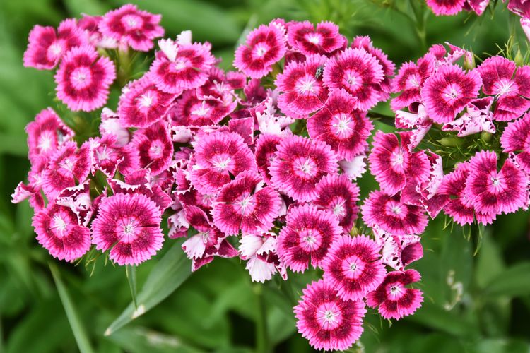 16 Jenis Edible Flower Di Indonesia Bunga Yang Bisa Dimakan Halaman All Kompas Com