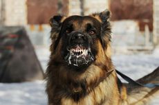 5 Gejala Rabies Setelah Digigit Anjing yang Perlu Diwaspadai