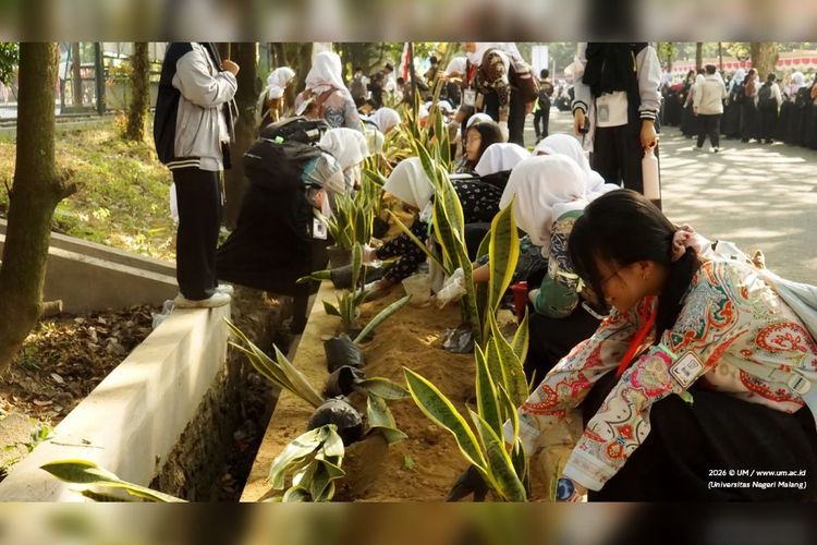 UM Libatkan Mahasiswa Baru Tanam 2.000 Sansevieria di Kampus