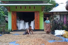 Tembus Pasar Eropa, Ini Kelebihan Kacang Tanah Lurik Asal NTT