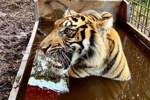 Setelah 9 Bulan, Harimau Sumatera Bernama Corina Dilepaskan ke Habitatnya