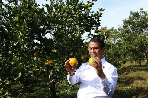 Malang Diproyeksikan Jadi Sentra Jeruk Nasional