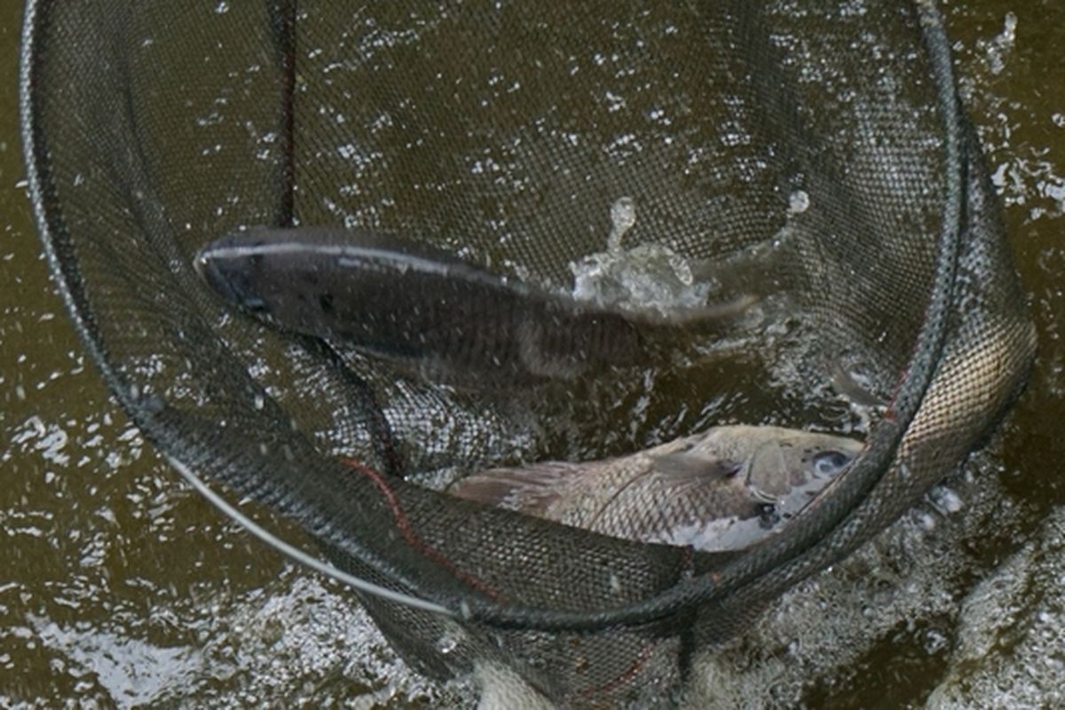 Ilustrasi budidaya ikan gurami di kolam beton. 