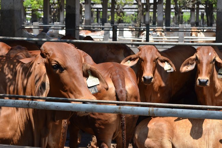 Meningkatnya kelas menengah di Indonesia akan meningkatkan permintaan akan daging sapi Australia.