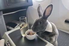 Unik, Kelinci Ini Naik Kelas Bisnis Penerbangan San Fransisco-Jepang