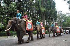 Taman Safari Masih Buka dan Ramai Dikunjungi Warga Jakarta