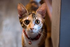 Apakah Aman Memasang Kalung di Leher Kucing?
