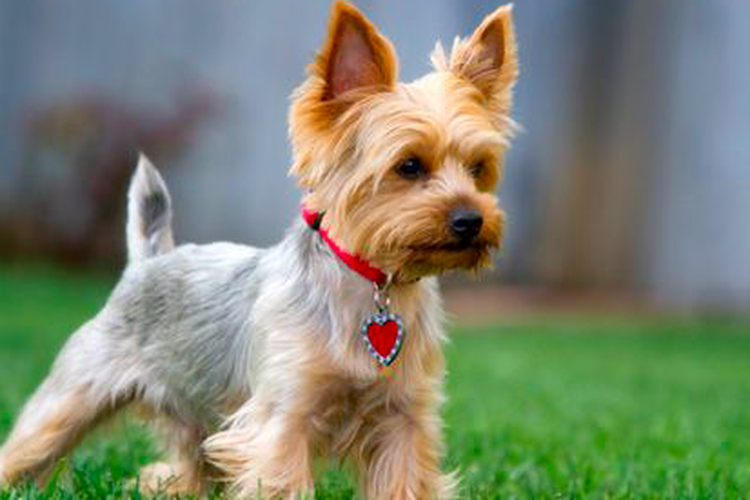 Anjing Yorkshire Terrier.