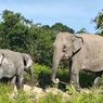 Gajah Dianggap Teman oleh Mamalia Hutan, Kepunahannya Picu Kerusakan