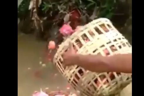 Petani Buang Buah Naga Merah ke Sungai karena Harganya Murah