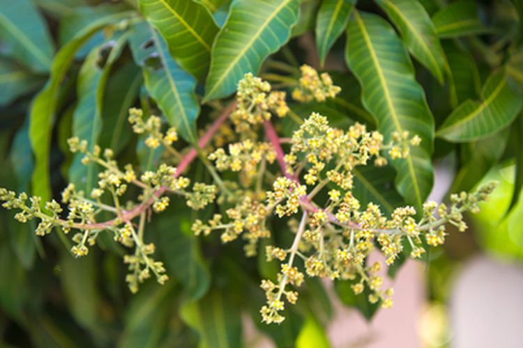 Ilustrasi bunga pohon mangga