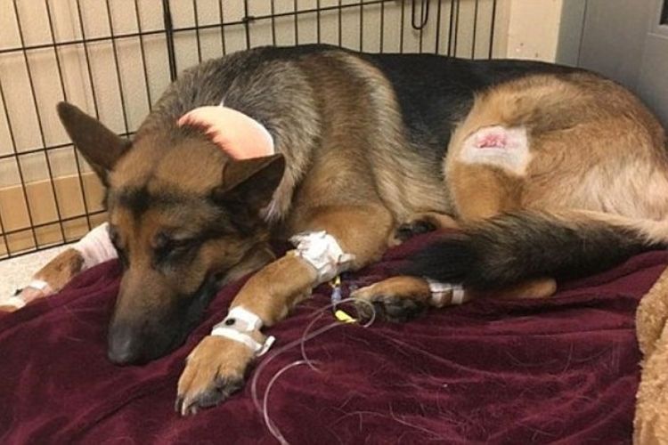 Rex, anjing German Shepherd yang mendapat tiga tembakan karena melindungi tuannya dari serangan perampok.