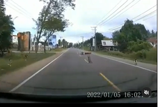 Menghindari Hewan Ternak di Jalan Raya, Pengendara Motor Terjatuh