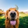 Fungsi dan Bahaya Mencabut Kumis Anjing 