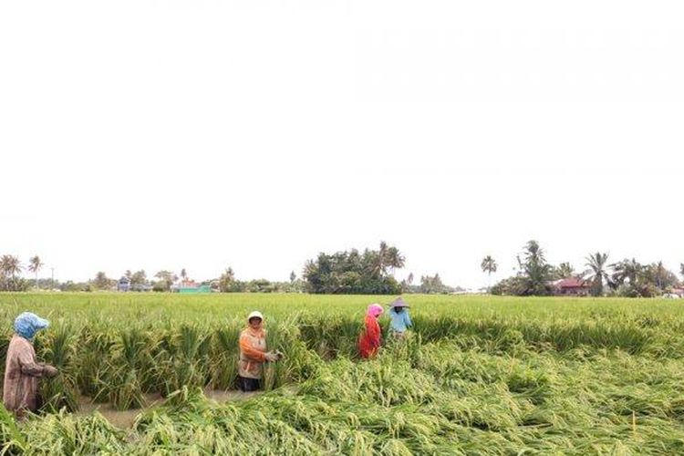 Petani yang sedang memperbaiki sawah. Tradisi Marsialapari adalah tradisi gotong royong di sawah atau kebun yang terdapat di Mandailing, Sumatera Utara.