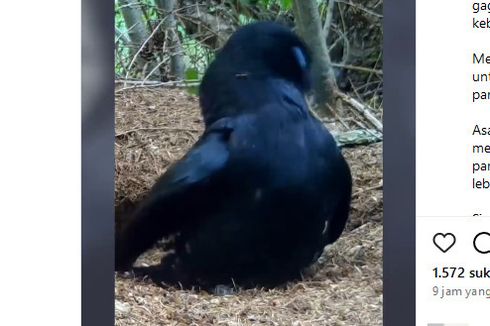 Video Burung Hinggap di Sarang Semut Disebut untuk Membersihkan Diri, Benarkah?