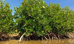 Mitra Pinasthika Mustika Tanam 20.000 Bibit Mangrove di NTT