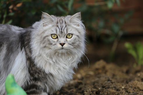 Kenapa Kucing Suka Menjilati Pemiliknya? Ternyata Ini Alasannya