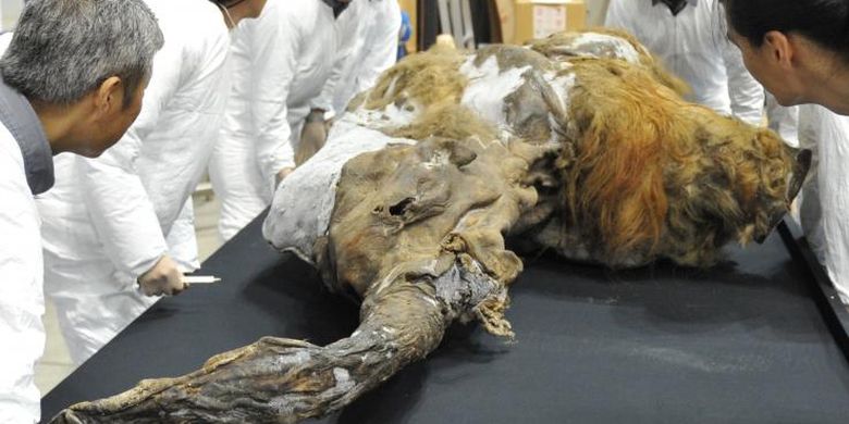 Mammoth berbulu Yuka yang ditemukan di Siberia pada 2011. 