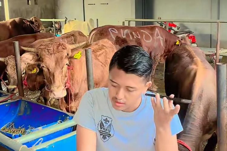 Pasar Lesu, Pemuda di Pasuruan Jualan Sapi Bonus Kambing Sambil Live Medsos