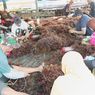 Harga Terus Anjlok, Petani Rumput Laut di Nunukan Terancam Gulung Tikar