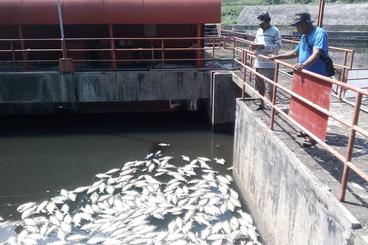 Ikan mati di KTH PLTA Timo-Jelok diduga karena pencemaran dari Rawa Pening