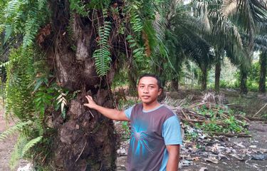 Cerita Nurkholis 11 Tahun Jadi Buruh di Kebun Sawit, Diberi Upah ...