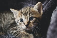 11 Hal yang Cuma Dipahami Pemilik Kucing