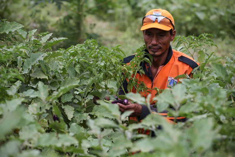 Nana Suryana, anggota PPSU Ujung Menteng menanam sayuran, buah dan bunga memanfaatkan lahan kosong di pinggir Banjir Kanal Timur, Kelurahan Ujung Menteng, Kecamatan Cakung, Jakarta Utara, Kamis (16/5/2019). Menurut Nana duld tempat ini dijadikan tempat pembuangan sampah liar oleh warga. Ia bersama anggota PPSU lainnya berinisiatif membuat penghijauan di kawasan ini.