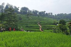 Wisata Cisema: Pesona Sawah Bandung yang Menyerupai Ubud Bali