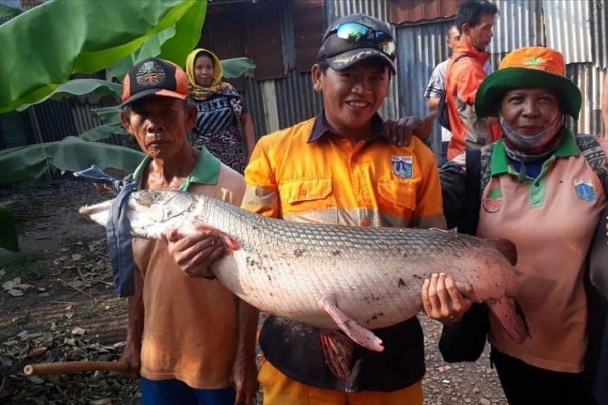 Petugas satpel Unit Pengelola Kawasan (UPK) Badan Air Kecamatan Cakung Dinas Lingkungan Hidup DKI Jakarta berfoto dengan Ikan Aligator yang ditemukan di Setu Rawabadung, Jakarta Timur, Selasa (2/7/2019).