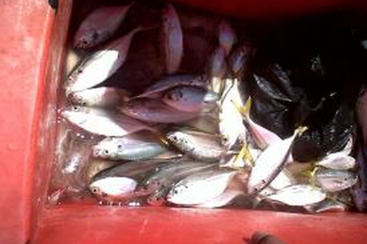 Hasil tangkapan ikan kecil usai memancing di perairan Bengkulu.