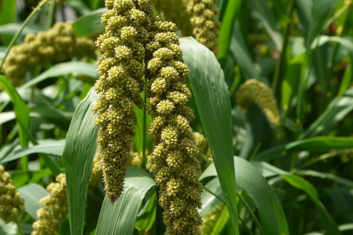 Ilustrasi tanaman jewawut. 