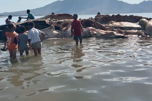 Bangkai Paus Sepanjang 24 Meter Terdampar di Alor, Dipotong dan Dimakan Dagingnya oleh Warga