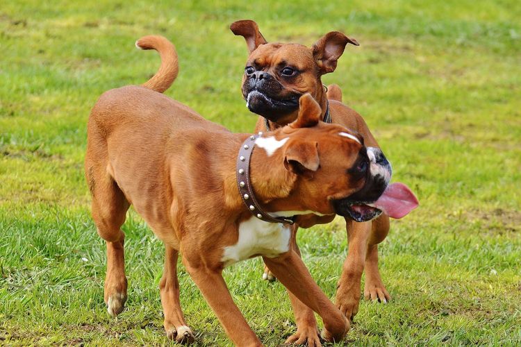 Ilustrasi ras anjing Boxer yang dikenal senang bermain. 