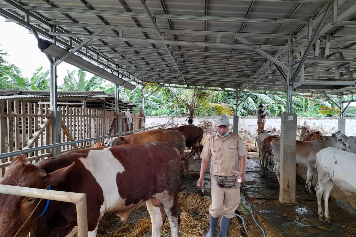 Petugas Kesehatan Hewan dan Kesehatan Masyarakat Veteriner dari Dinas Pertanian Kabupaten Bekasi saat memberi vaksin PMK dosis I untuk hewan ternak sapi.