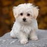 10 Anjing Lucu yang Cocok untuk Dipeluk