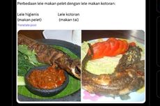 Ramai soal Lele yang Diberi Pakan Kotoran Akan Melengkung Saat Digoreng, Benarkah?